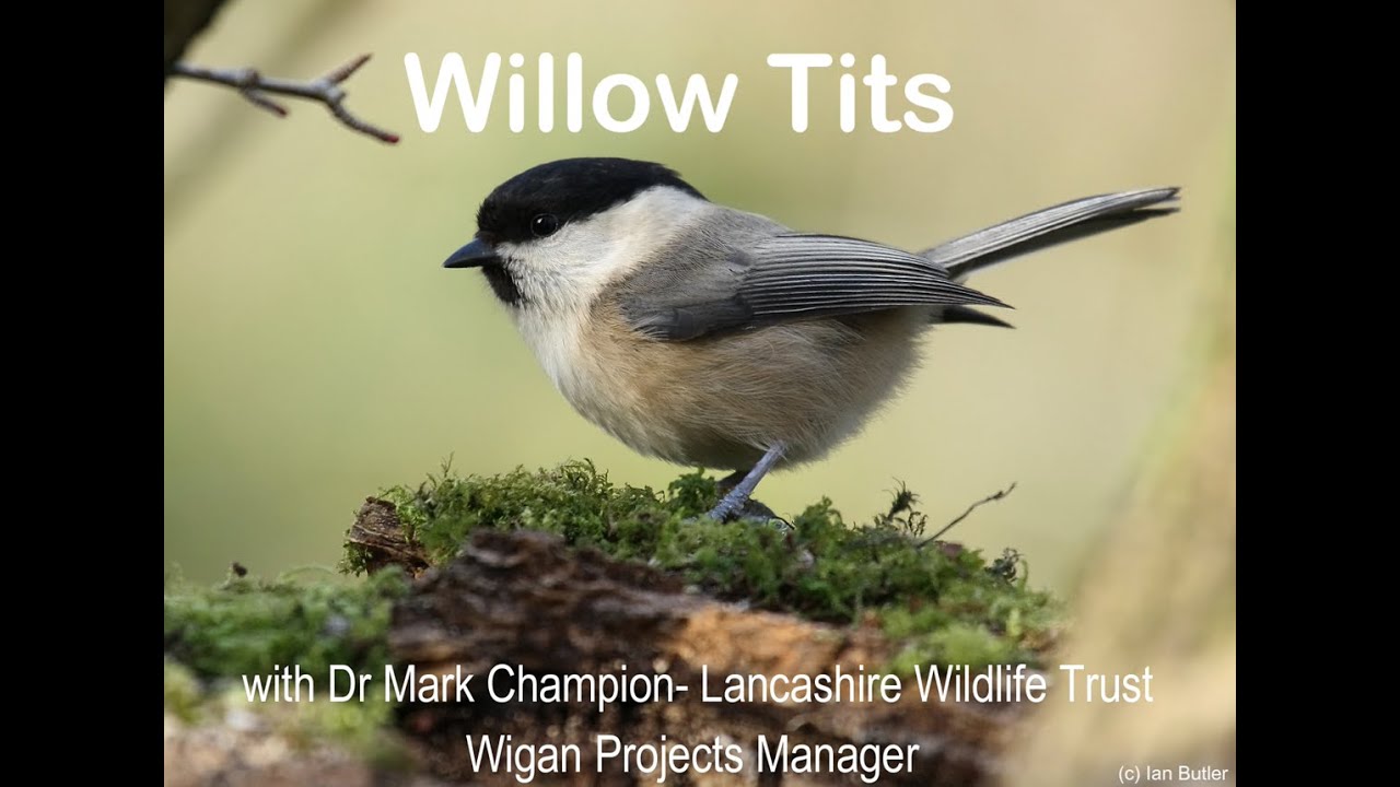 Willow Tits with Dr Mark Champion