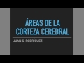 Corteza cerebral FÁCIL (áreas funcionales)