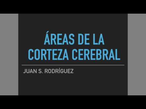 Corteza cerebral FÁCIL