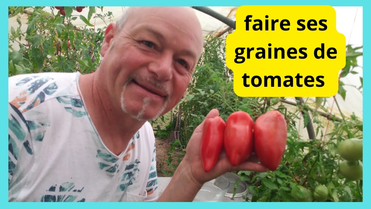 Faire ses graines de tomates anciennes : ici la CORNUE DES ANDES, une