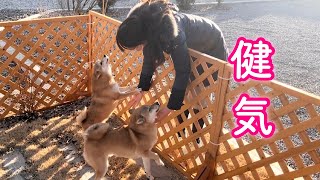 どんなに寒くてもお庭でママの帰りを待つ健気な柴犬が可愛い