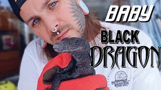 My new BABY BLACK DRAGON!