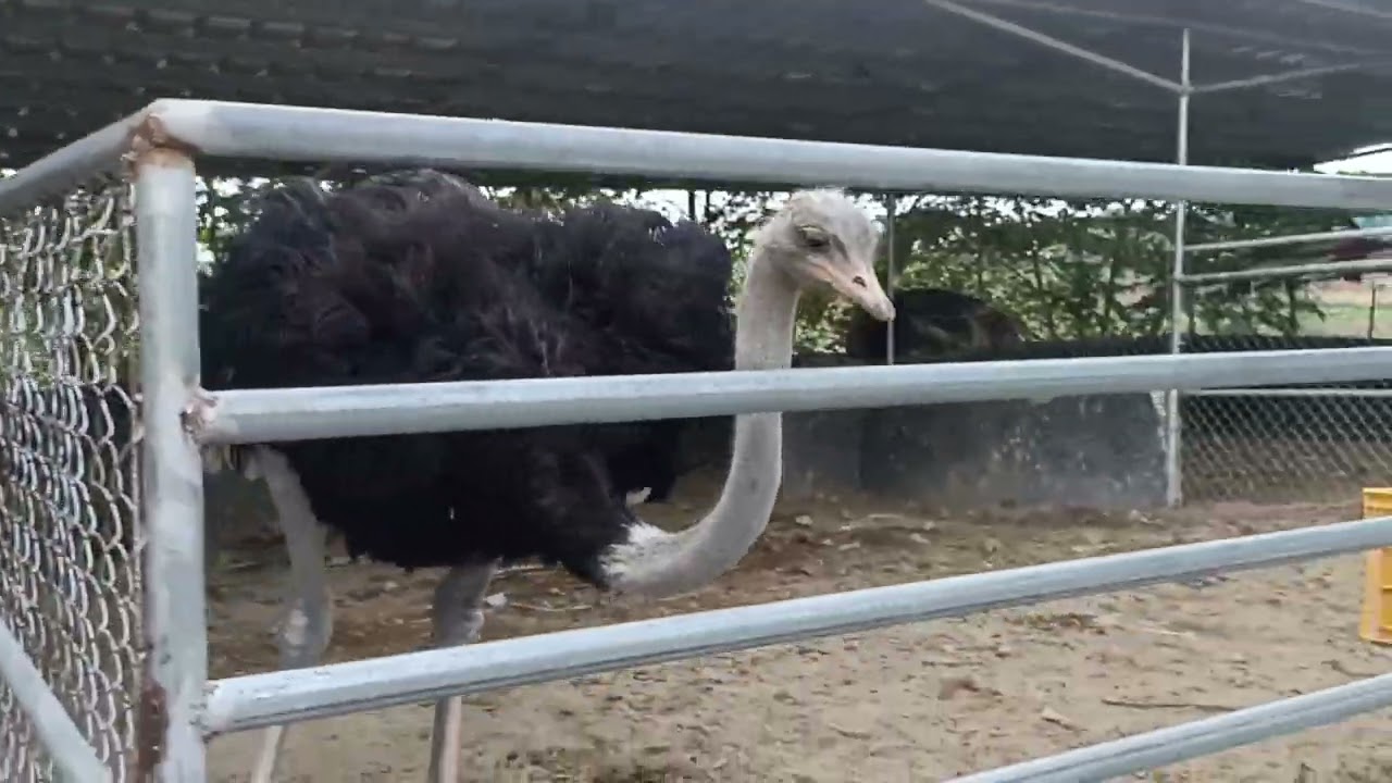 Ostrich Farm Tour in TikTok Island of Romero Catacutan (4)