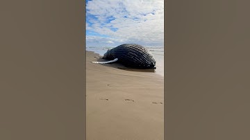 I Found  a HUGE Beached Whale! #animals #shorts