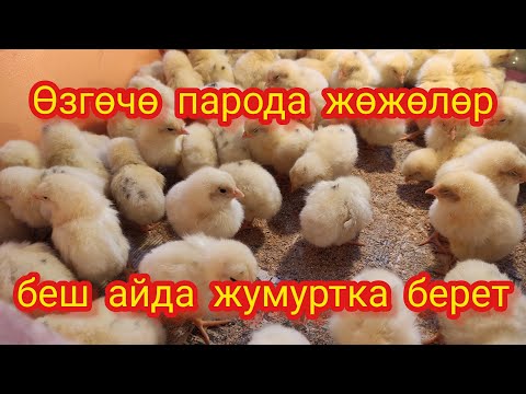 Video: Хаммурапи канча убакыт башкарган?