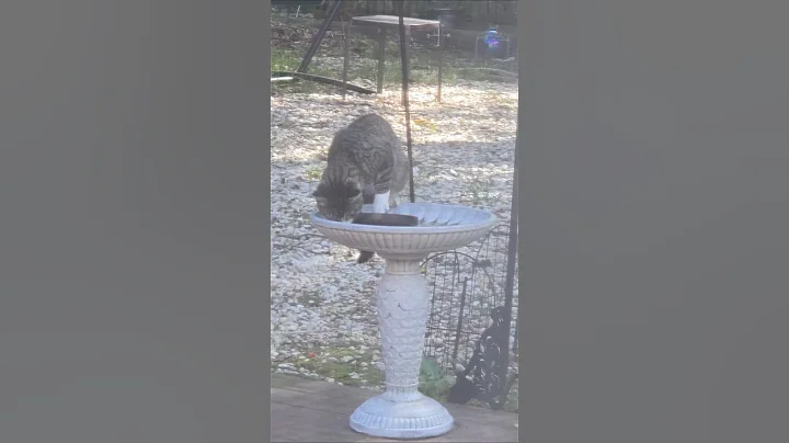 Video 11832791: cat bath, review, kitty