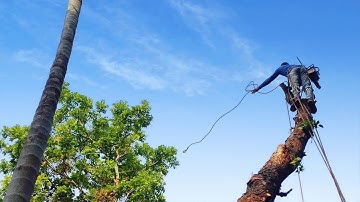 Tree cutting in a modern way 😧| Mahogany tree | stihl ms 382
