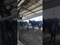 When you and your friends meet…but nobody knows why you’re here.” Hashtags:#relatable #donkeyvideo