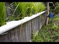 Kitchen water recycling for garden. Grey water, aquatic plant, home, natural water cleaning. (pt 2)