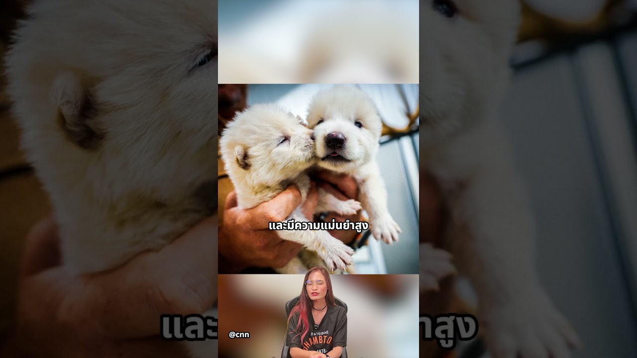 คืนชีพหมาป่าไดร์วูล์ฟ