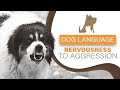 Understanding Dog Language - Nervous to Aggressive Behaviour