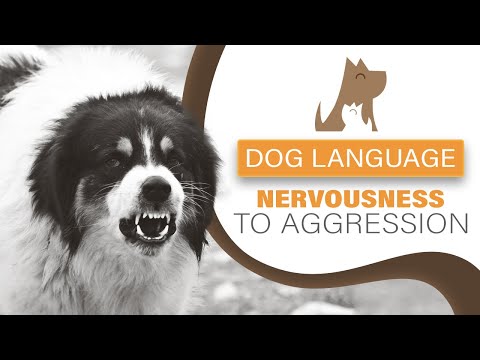 वीडियो: कुत्तों में दृष्टिकोण-परहेज व्यवहार को समझना