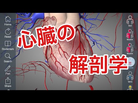 心臓の解剖学を3Dで解説してみた