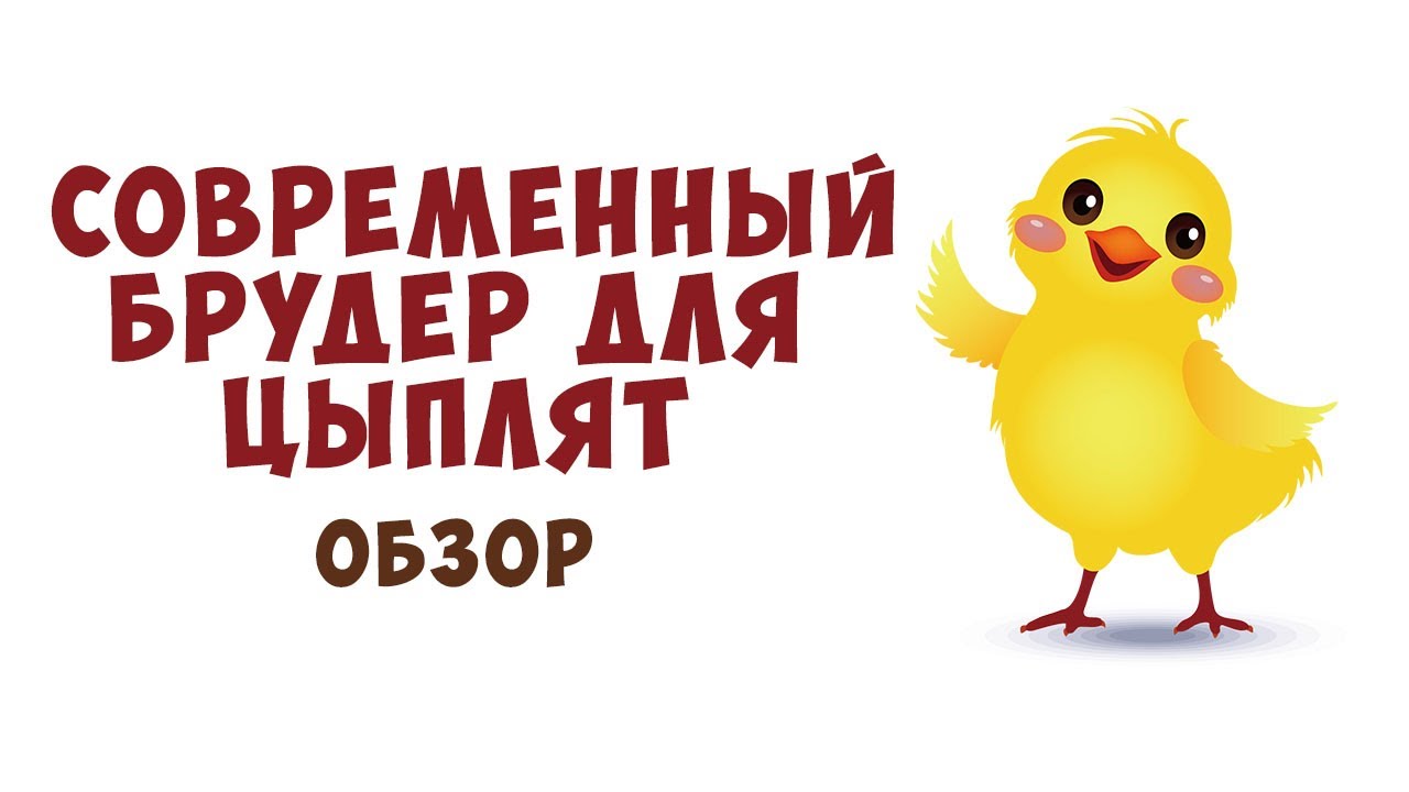 Купить Цыплят В Интернет Магазине