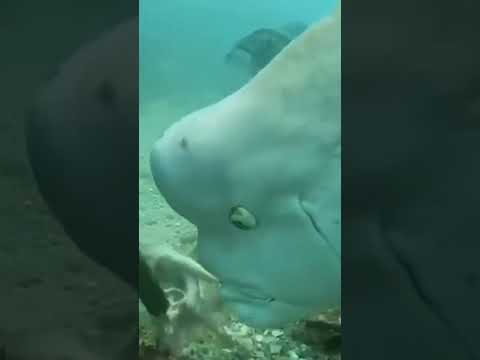 Persistent & hungry fish. Настойчивый и голодный рыб. 👀🫧🐟 #funny #wildnaturetv250 #wow #wildlife