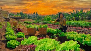 Download Lagu Harvest Lettuce To Sell At The Market And Cook – Plant Cosmos Flowers | Tieu Lien Harvest MP3