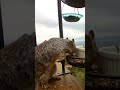 Cutest Ground Squirrel #groundsquirrels
