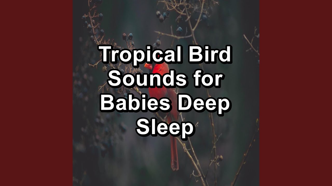 Tropical Birds Garden Bird Songs To Sleep With YouTube