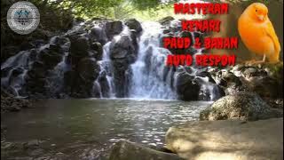 Kenari Bahan & Paud Dijamin Langsung Respon Denger Suara Panggilan Kenari Ini   Terapi Gemericik Air