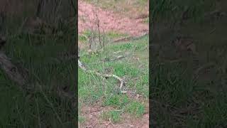 turkey close enough to spit on #turkey #turkeyhunting