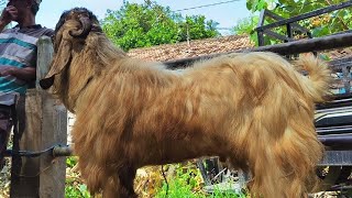 1,000!! Poelan Males at a Great Price!! Prices Have Crashed!! Tuban Goat Market