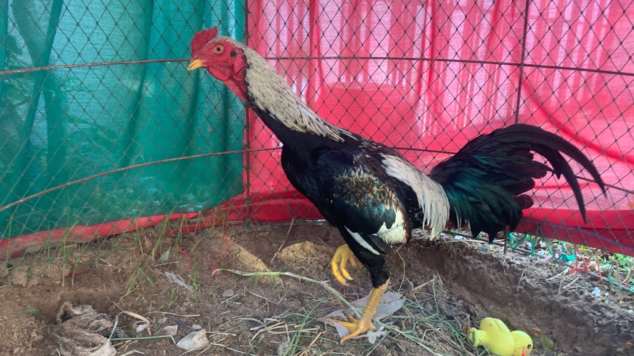 คู่เจ้าเคราหนุ่มหล่อ