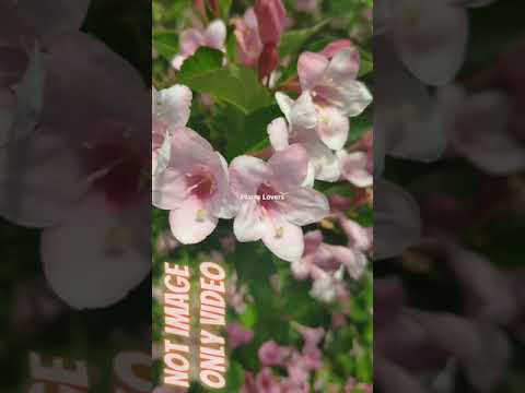 Shorts,Weigela Flower Plant Oldfashioned Weigela, Flowers Gardening Short Shortvideo Ytshorts