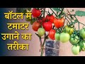 प्लास्टिक हैंगिंग बॉटल में टमाटर उगाने का सबसे आसान तरीका | Upside Down Tomato Plant In Bottle Hindi