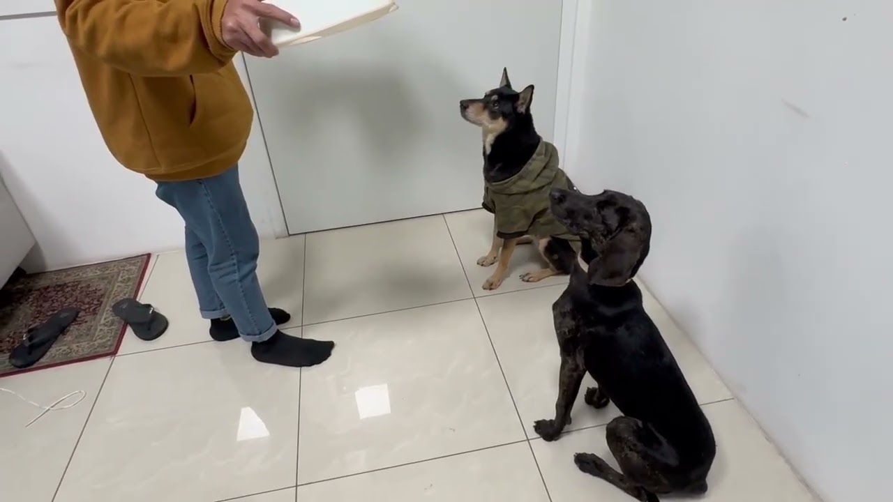 Momo has no food aggression with humans and dogs