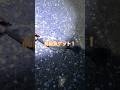 アジ釣って泳がせて高級魚ゲットの一部始終！