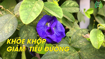 CÂY HOA ĐẬU BIẾC - Công Dụng Bất Ngờ Trị ĐAU KHỚP Và TIỂU ĐƯỜNG Hiệu Quả
