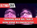 Tananai sale sul taxi e vive un&#39;esperienza insolita con il tassista