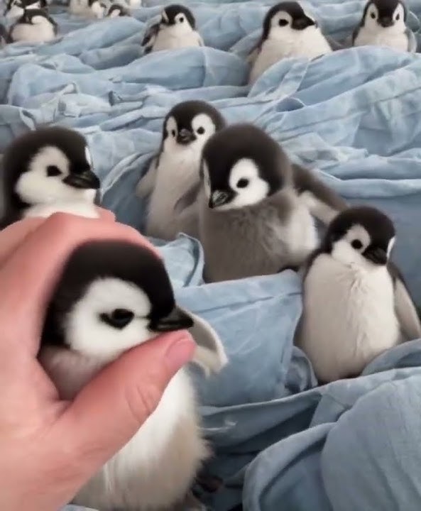 The baby penguins lined up in a row and walked in 123. They are so cute. How healing can small a