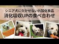 【シニア犬に欠かせない栄養素】抗酸化食品の消化・吸収がアップする食べ合わせ Antioxidants for Senior Dogs