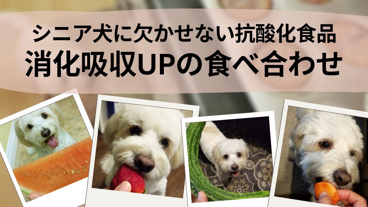 【シニア犬に欠かせない栄養素】抗酸化食品の消化・吸収がアップする食べ合わせ Antioxidants for Senior Dogs