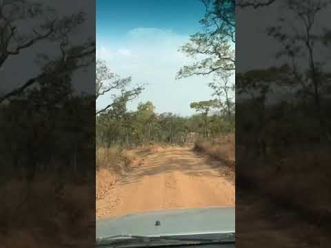 Video: Lõuna-Luangwa rahvuspark, Sambia: täielik juhend