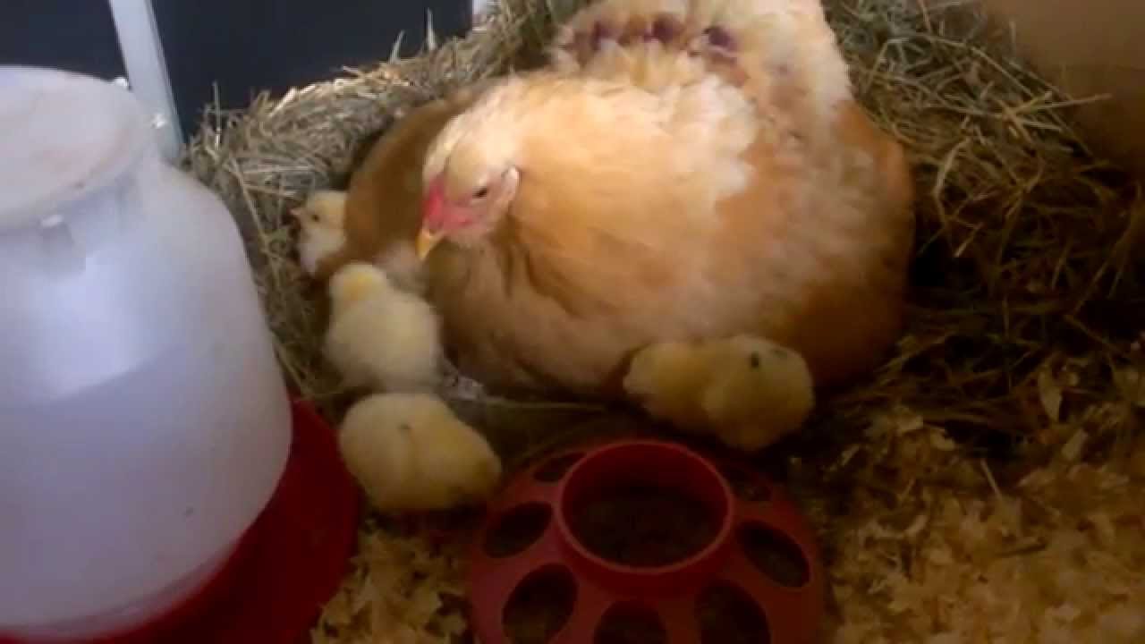 Baby Chickens with Mother - RIR x White Leghorn - YouTube