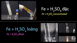 Fe + H2SO4 concentrated and dilute. Iron reacts with concentrated and dilute sulfuric acid