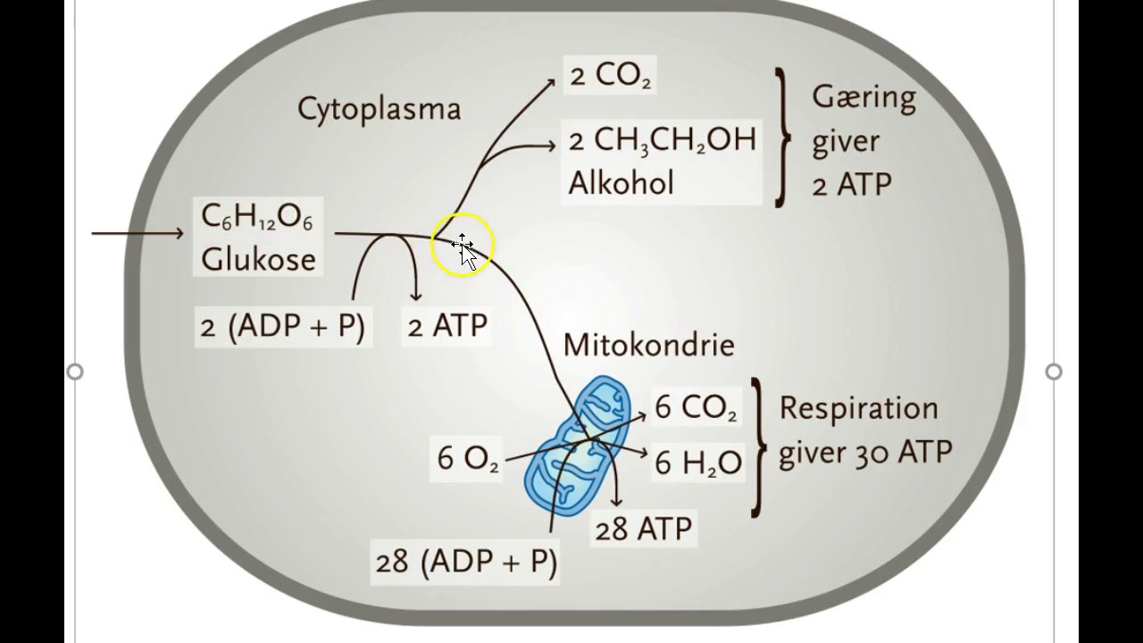 Figur med gæring og respiration - YouTube