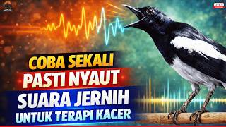 suara Kacer Gacor Jernihpancingan Ampuh Agar Semua Jenis Kacer Cepat Naik Birahi U0026 Rajin Bunyi