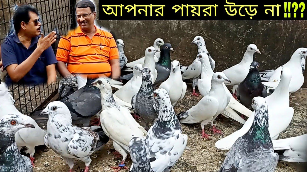 Tough Talk (কড়াকথা) With Pigeon Teacher Bholanath Chakraborty.. By Bengal Pigeon..