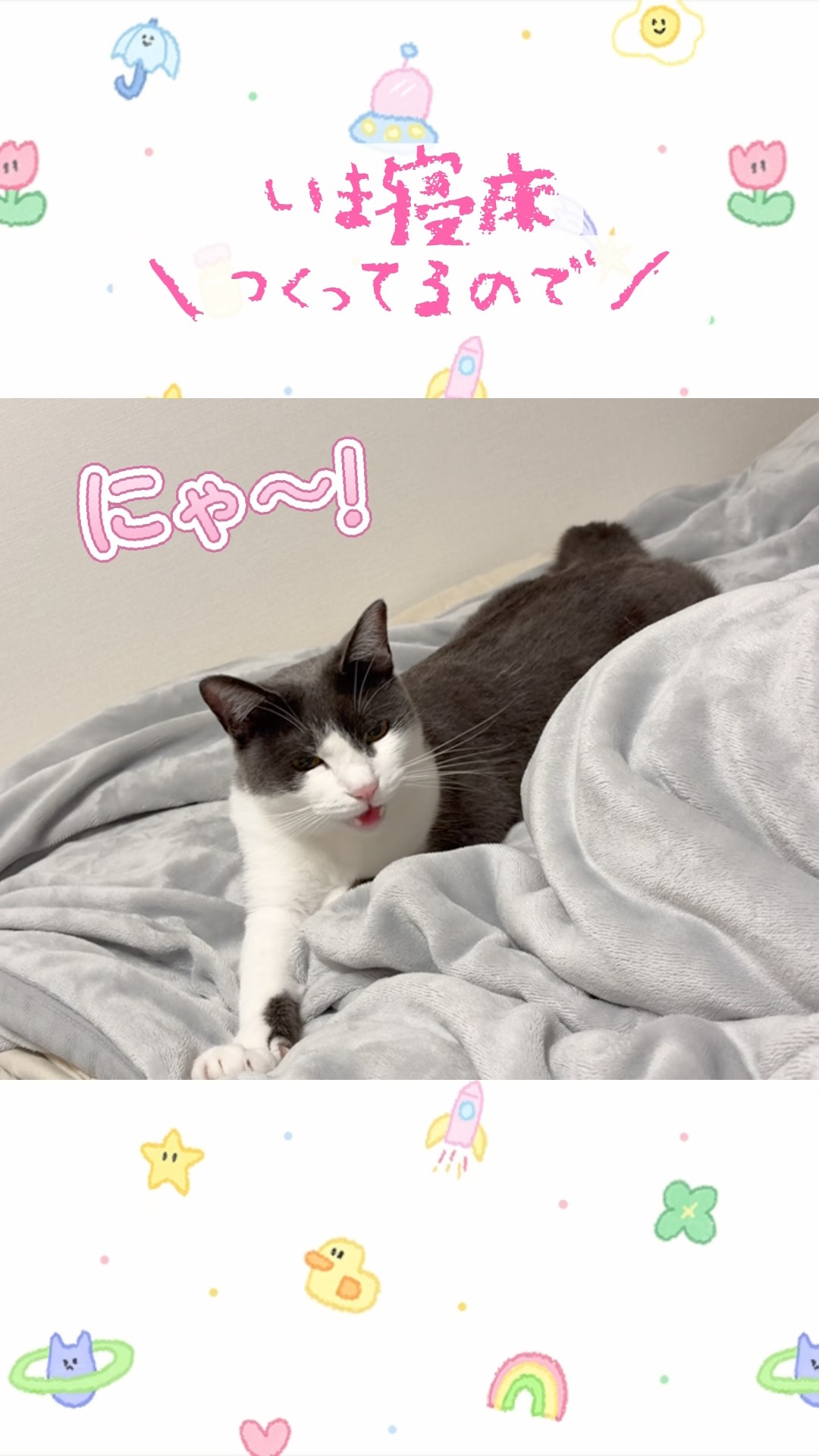 Cat: 