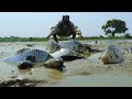 Finding Catching Many Fishes In Dry Lake Fishing Videos In Dry Season