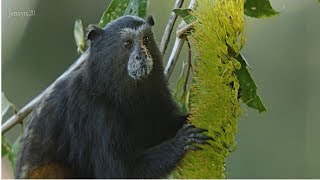 Epic Dramatic Cinematic - Once Upon A Forest Eric Neveux - Sir Moabi