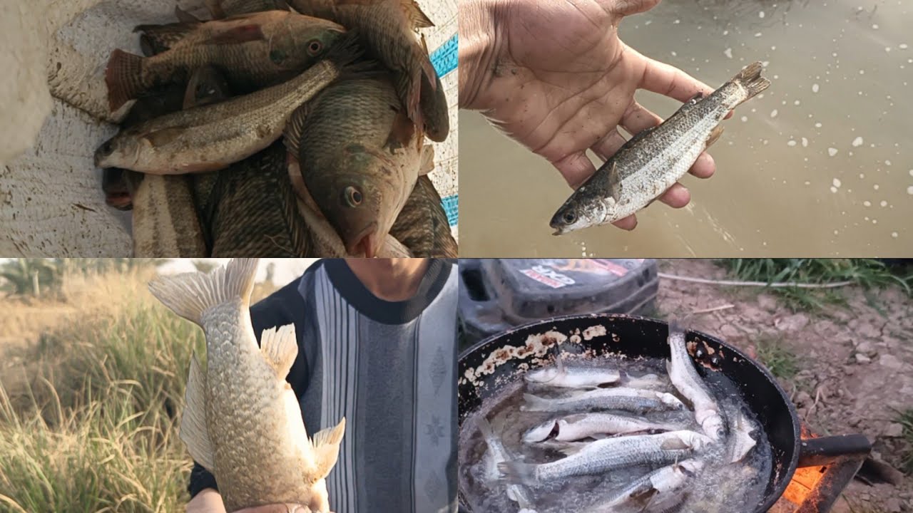 حلقه صيد السمك الخشني وسمك الكاريبي 2026