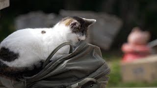 Cat Island in Japan 'Tashiro Island' 3 hours in Cat heaven