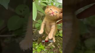 A stray cat dumped her kittens at my house and ran away🐈 #cat #adoptstrays