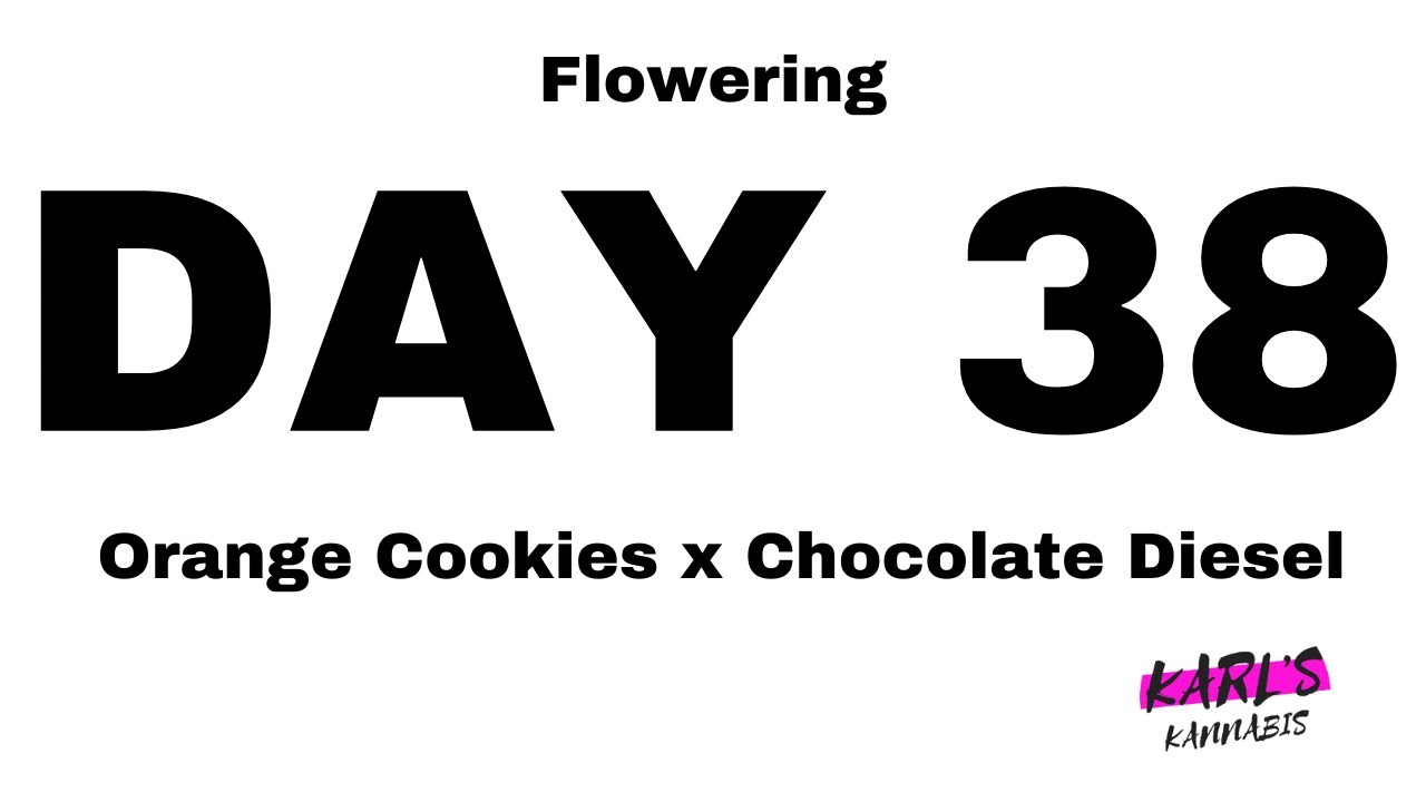 🌿 Flowering Day 38 - Orange Cookies x Chocolate Diesel Cannabis Strain - Medical Marijuana 🌸