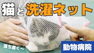 【動物病院】動物病院で暴れる猫ちゃんには洗濯ネットを使って#猫動物病院 #猫洗濯ネット