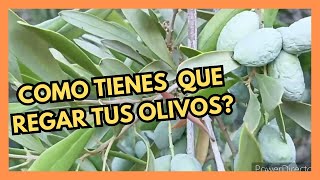 Así es como Tienes que Regar Tus Olivos